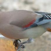 Japanese Waxwing Japanese Waxwing